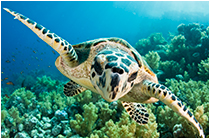 Red-Sea-News Red-Sea-News