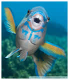 parrotfish