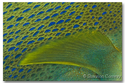 Angel-Skin.jpg -      Angel Skin     