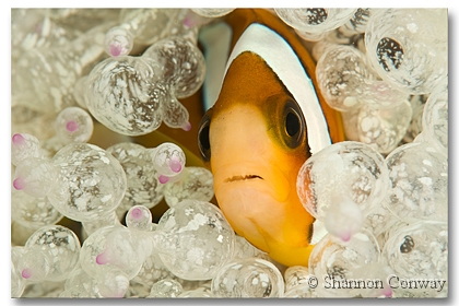 Coral-Garden-Clown.jpg -      Coral Garden Clown     