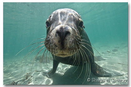 Curious.jpg -      Curious     