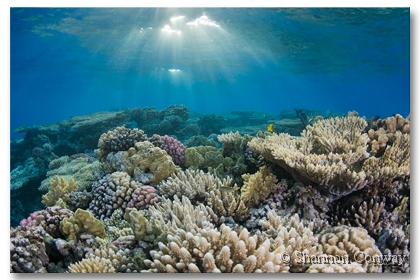 Dappled-Alternatives.jpg -      Dappled Alternatives     