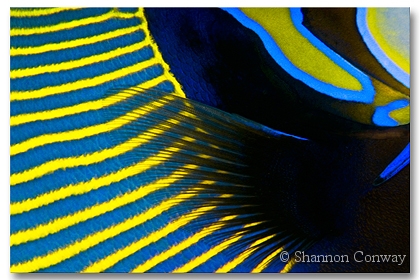 Emperor.jpg -      Emperor     