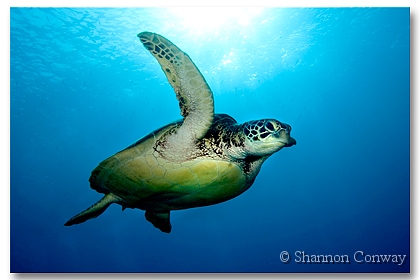 Noon-Turtle.jpg -      Noon Turtle     