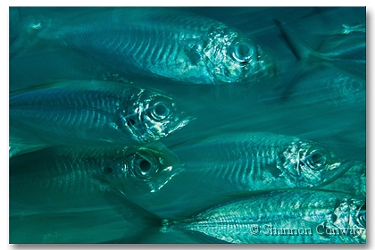 Panic.jpg -      Panic     