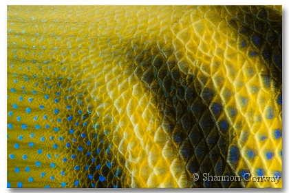 skin2.jpg -      Angel Skin II     