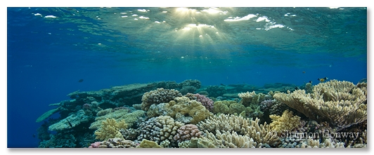 Dappled-Alternatives-2.jpg -      Dappled Alternatives     