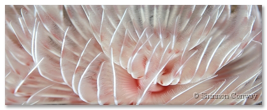 Feather.jpg -      Feather     