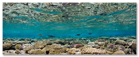 Jackfish-Reef.jpg -      Jackfish Reef     