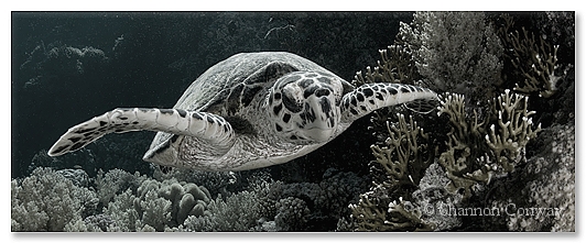 Jackson-Turtle.jpg -      Jackson Turtle     