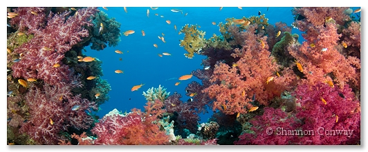 Soft-Coral.jpg -      Red Sea Soft Corals     