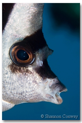 Banner.jpg -      Banner     