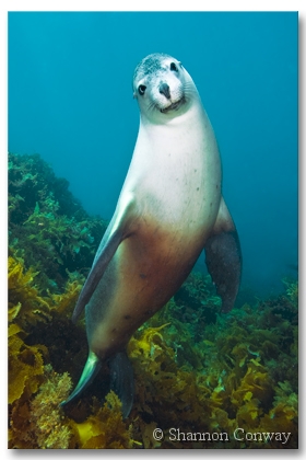 Cheeky.jpg -      Cheeky      