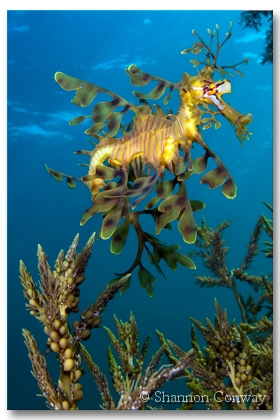 Dancer.jpg -      Dancer      