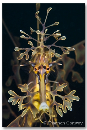 Flamboyance-2.jpg -      Flamboyance II     