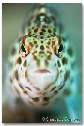 Hawk.jpg -      Hawk     