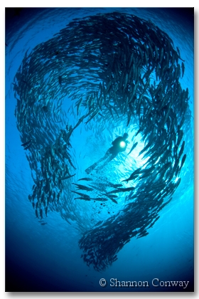 Liberty-Jacks.jpg -      Liberty Jacks     