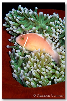 Peaches-and-Green.jpg -      Peaches     