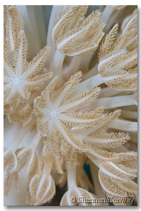 Pulse-Coral.jpg -      Pulse Coral     