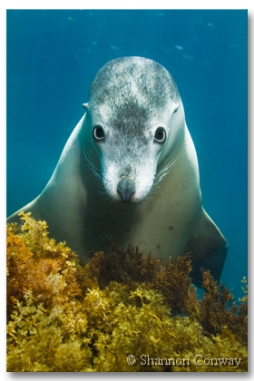 The-Accused.jpg -      The Accused     