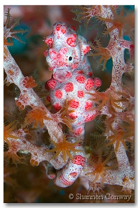 Wakatobi-Bargibanti.jpg -      Bargibanti II     