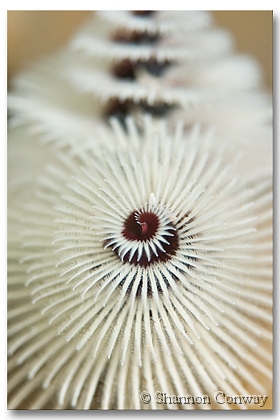 White-Christmas.jpg -      White Christmas      