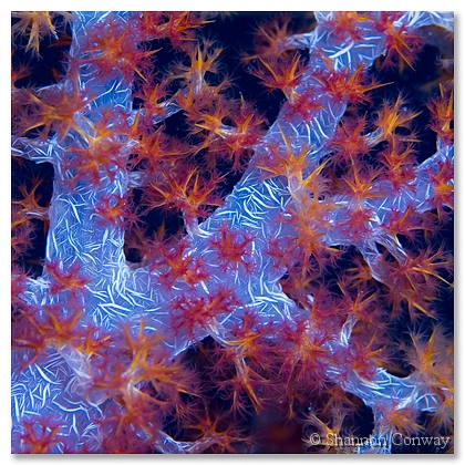 Autumn-Coral.jpg -      Autumn Coral     