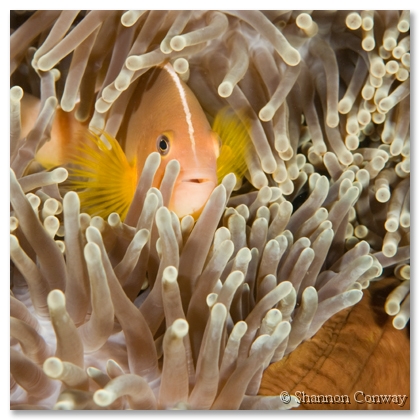 Balinese-Clown.jpg -      Balinese Clown      