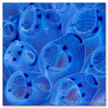 Blue-Tunicate.jpg -      Blue Tunicate     