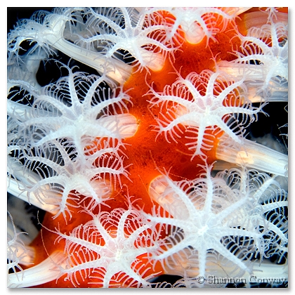 Carijoa.jpg -      Carijoa     