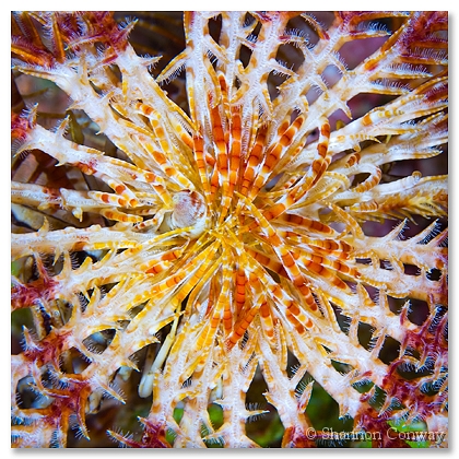 Crynoid-Heart.jpg -      Crinoid Heart     