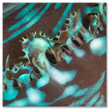 Ningaloo-Clam.jpg -      Ningaloo Clam     