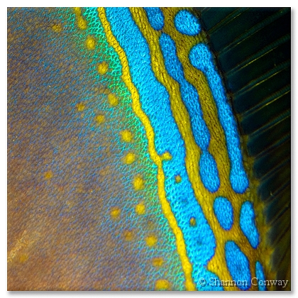 Rainbow-Trigger.jpg -      Rainbow Trigger     