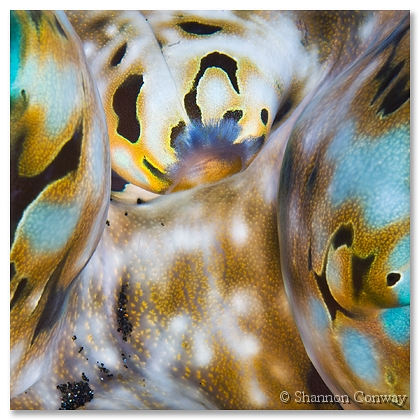 Serenity.jpg -      Serenity     