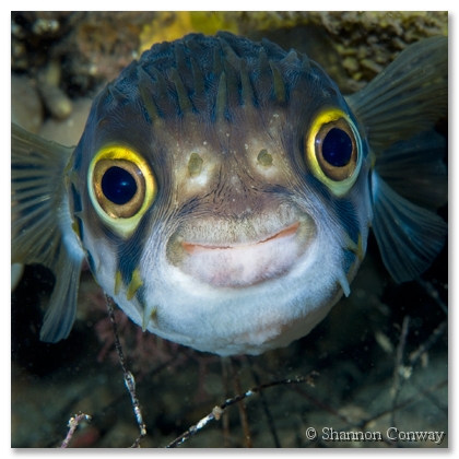 Smiler.jpg -      Smiler     