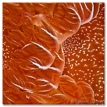 Spanish-Dancer.jpg -      Spanish Dancer     