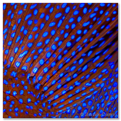 Western-Blue.jpg -      Western Blue     